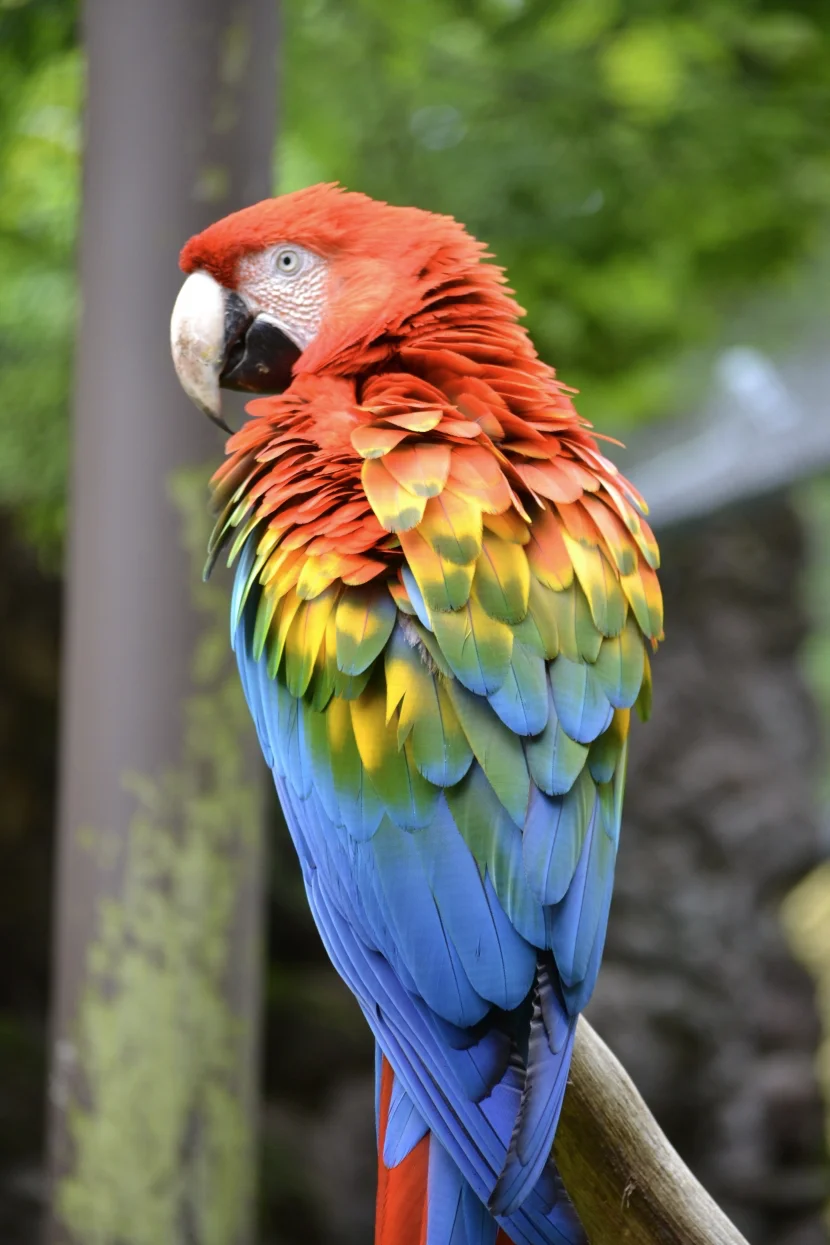 Allwetterzoo Ara Hybrid