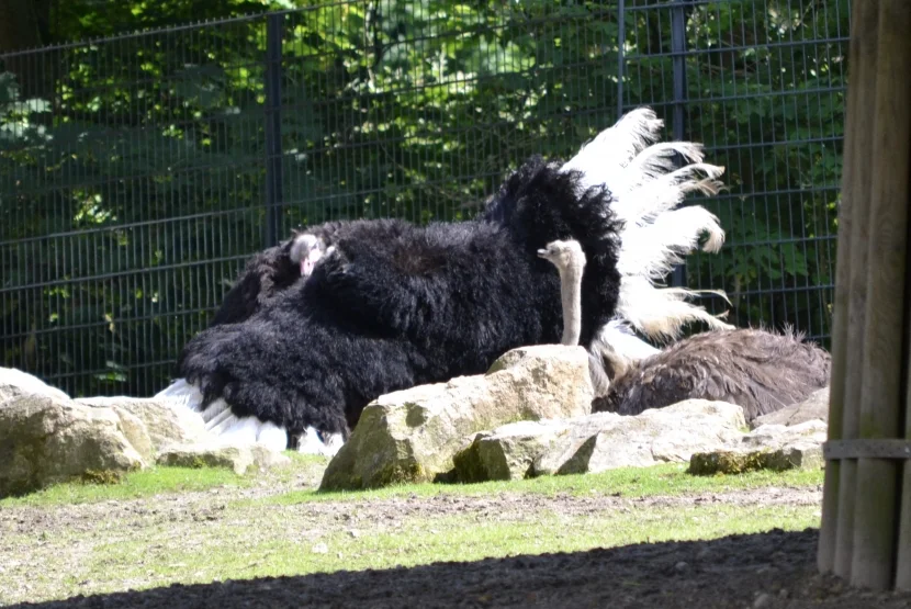 Allwetterzoo balzender Strauß