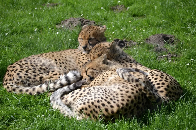 Allwetterzoo drei Geparde schmusend