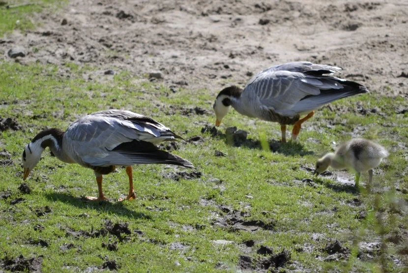 Allwetterzoo Entenfamilie mit Küken