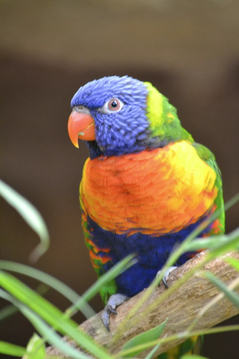 Allwetterzoo Gebirgslori