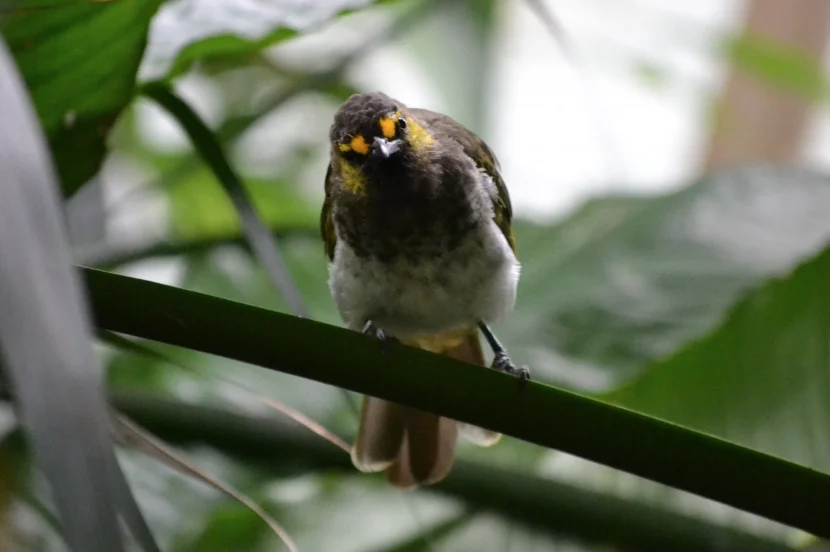 Allwetterzoo Goldzügelbülbül