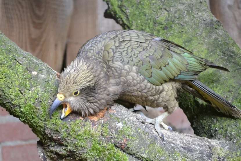Allwetterzoo Kea