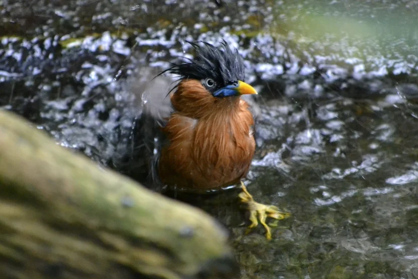 Allwetterzoo Pagodenstar badend