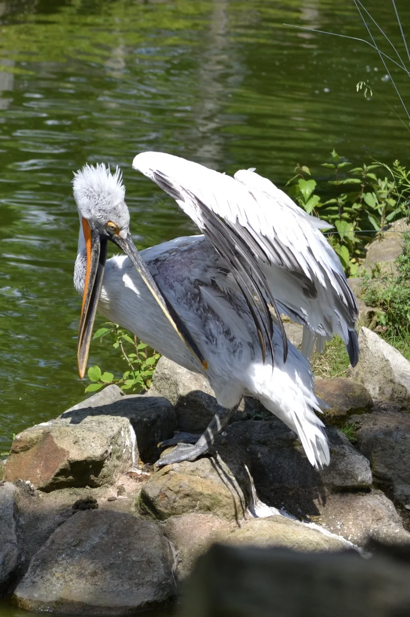 Allwetterzoo Pelikan putzend