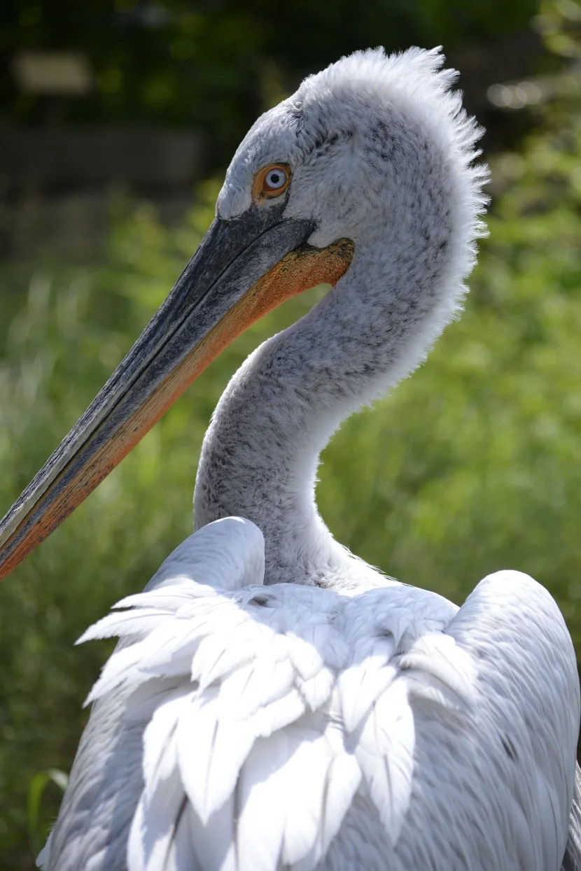 Allwetterzoo Pelikan
