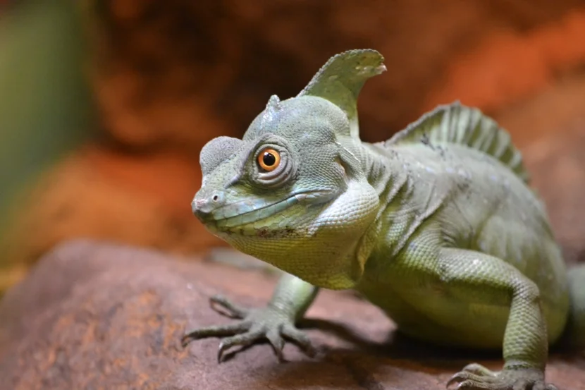 Allwetterzoo Reptil