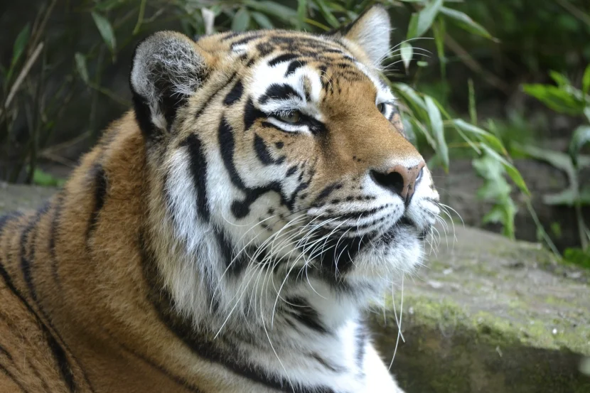Allwetterzoo Tiger