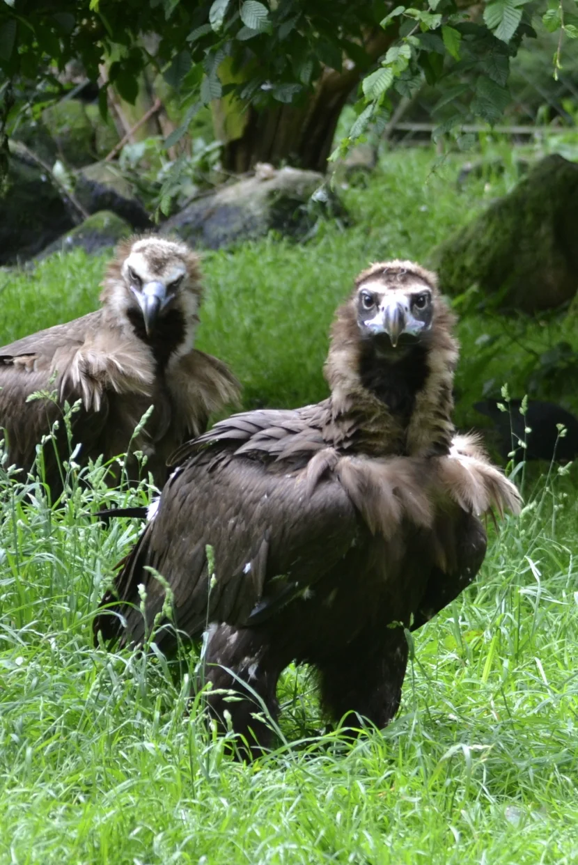 Allwetterzoo zwei Mönchsgeier
