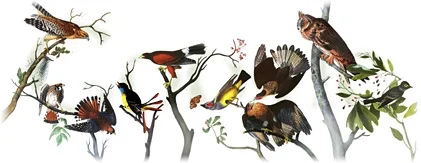 Google Doodle Ornithologe Audubon