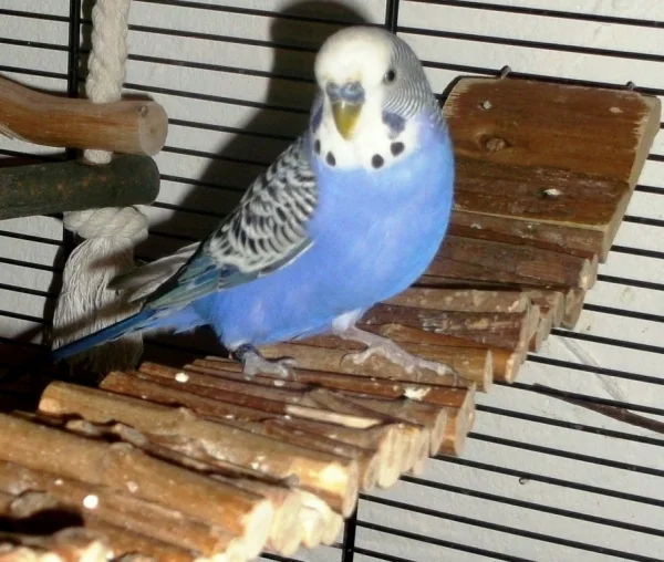 auf der Brücke