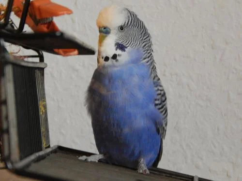 blauer-Luke