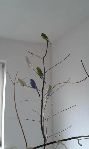 Wellensittiche auf Welli-Baum