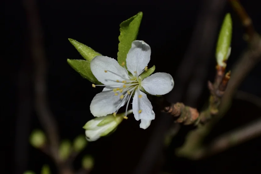 Barbarazweig Blüte
