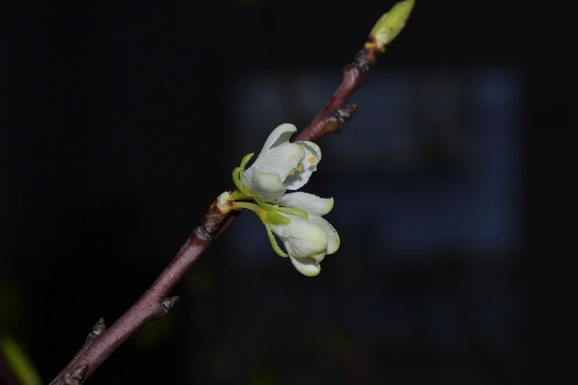 Barbarazweig Knospe