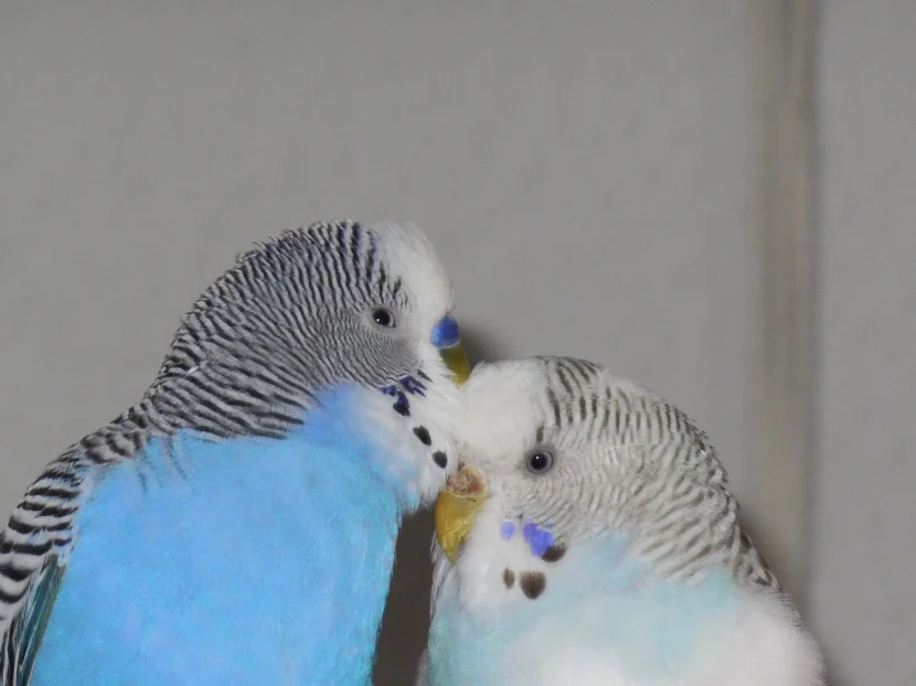 Kraulen Wellensittiche Liebe