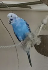 beppo