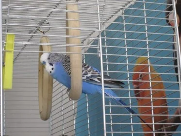 Berlin, Hahn, 8 Jahre