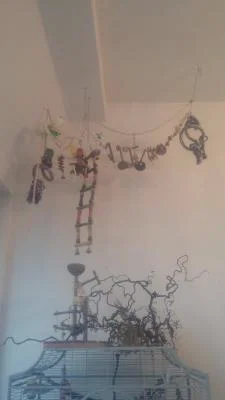 Wellensittiche Spielplatz Idee Hängespielplatz
