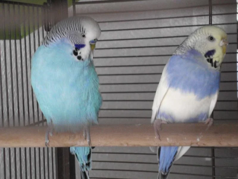 Billy und Ricky