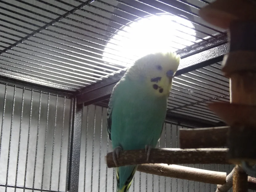 bird lamp