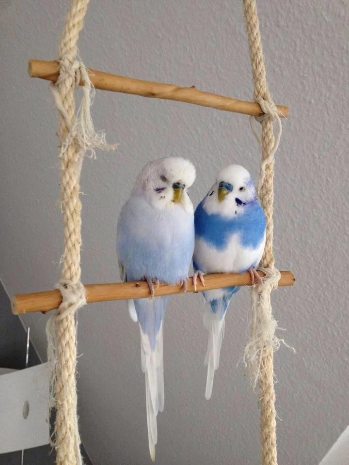 birdkeeper kw 50
