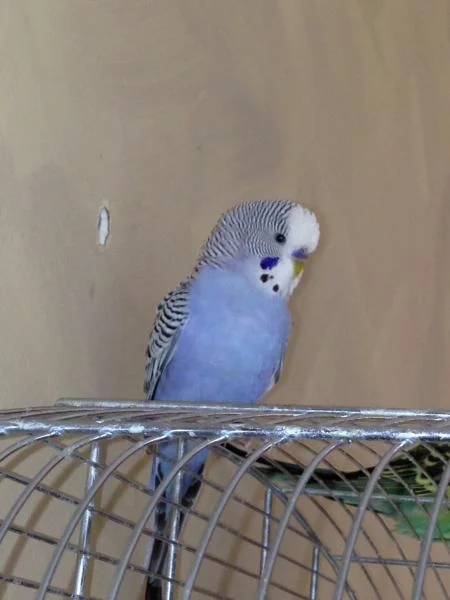 blauer Wellensittich-Hahn sitzt auf rundem Käfigdach