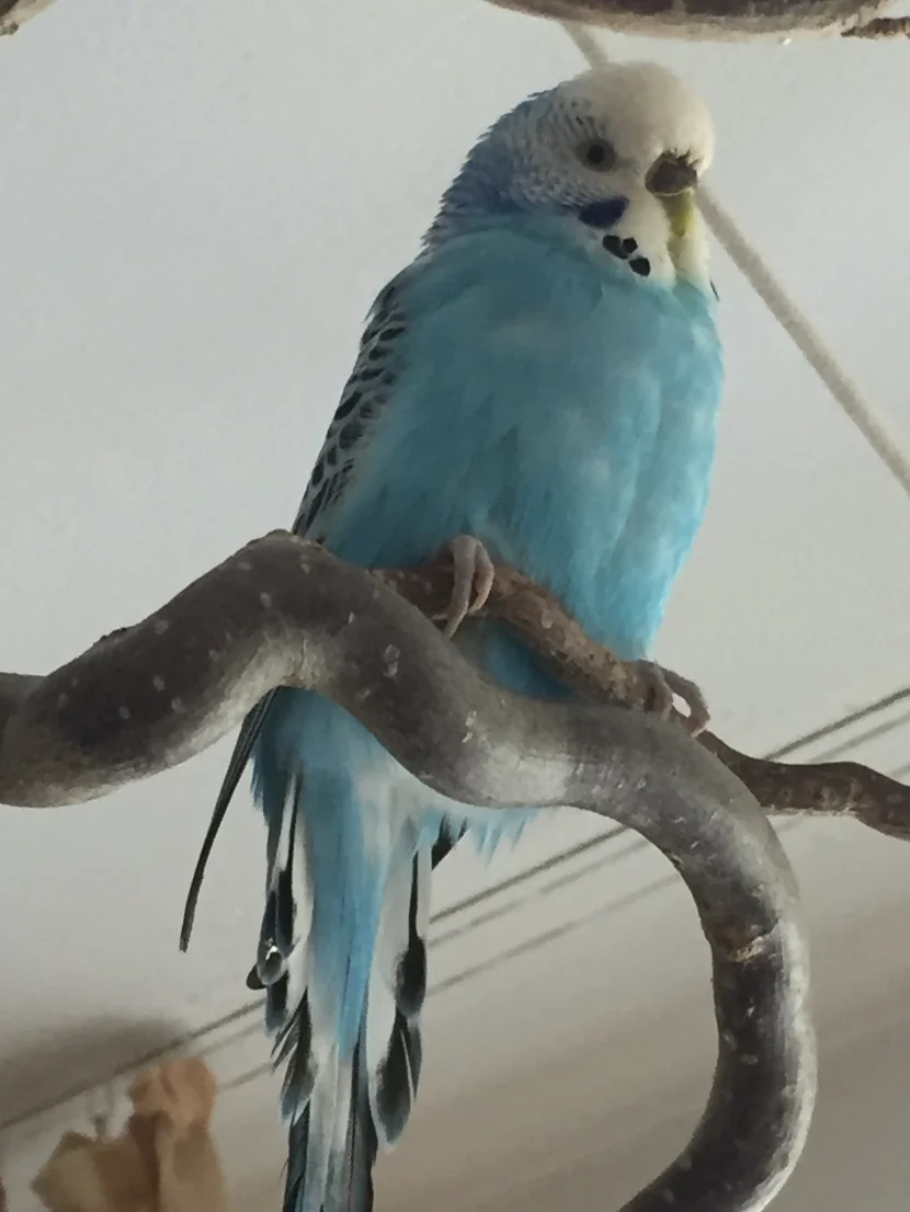 Blauer Welli
