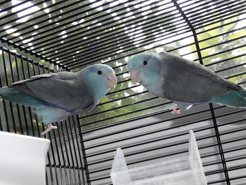 Blaugenick Sperlingspapageien Abgabe