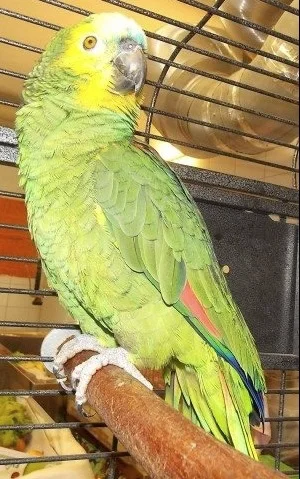 Blaustirnamazone Tierheim Stuttgart