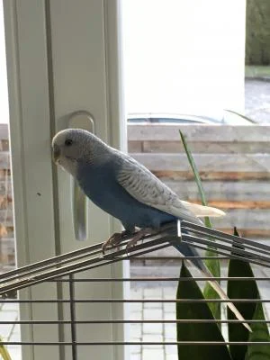 blauweiß