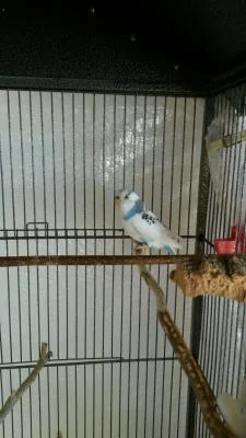 blauweiß1