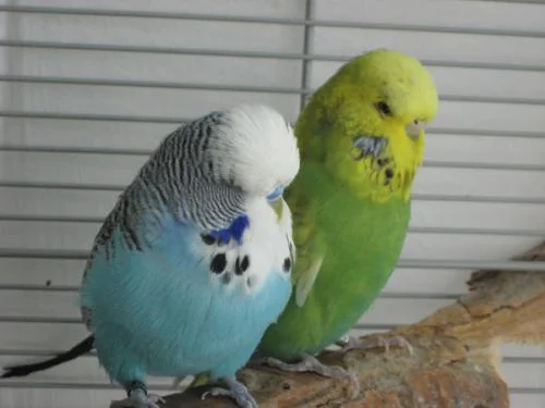 BlueSunny