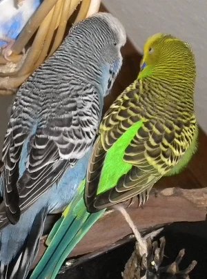 bodybodyguard