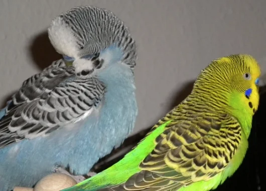 bodyguardernst