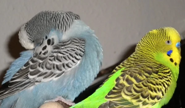 bodyguardernst1