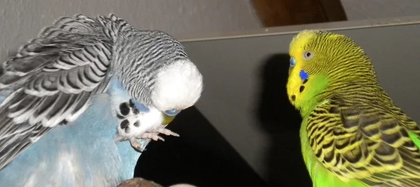 bodyguardernst2