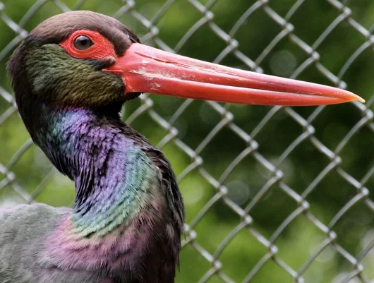 Bunter Vogel
