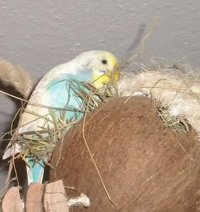 Budgie Butter