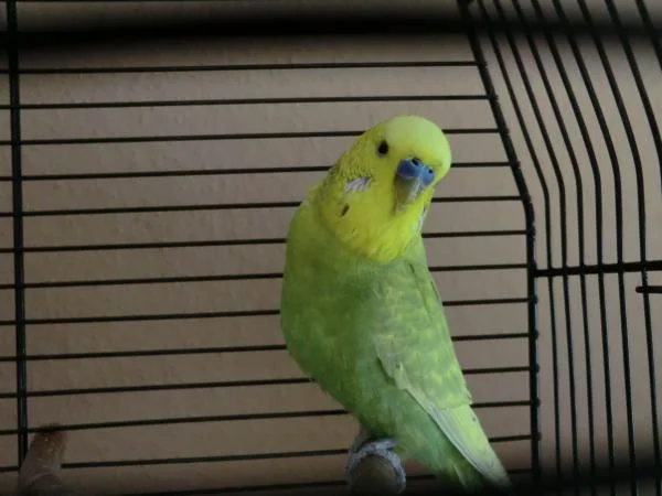 carlos1