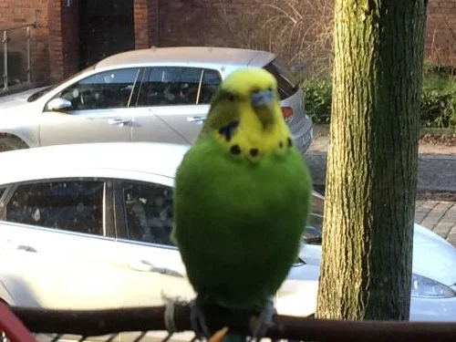 Caruso am Fenster