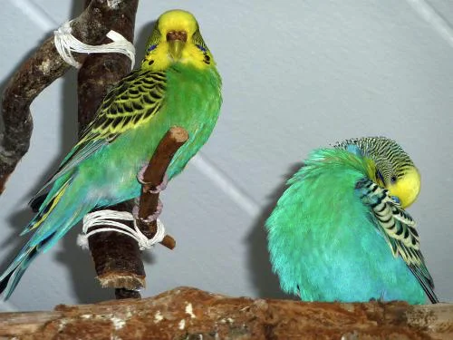 Coco und Cuba