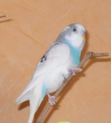 weiß-blauer Cookie