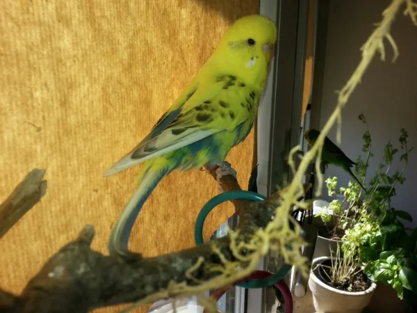 Schecke beim Freiflug