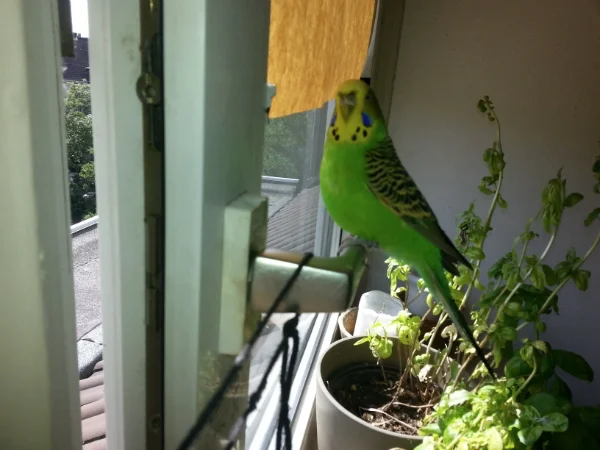 Henne auf Fenstergriff