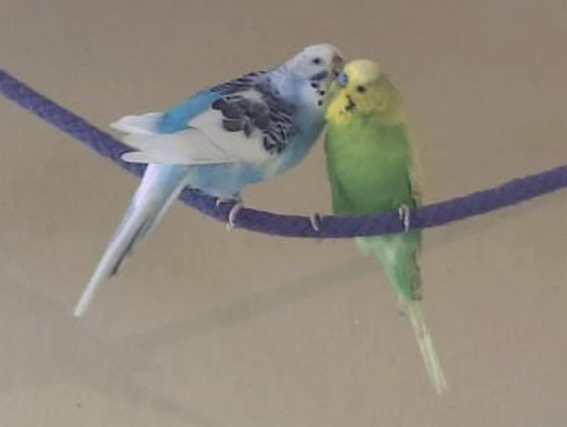 Dori und Milo Welliensittichpärchen KW 04 - 16