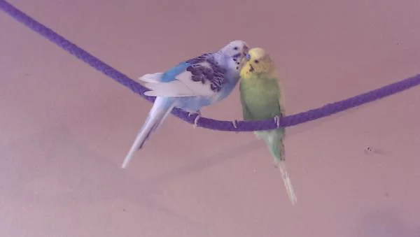 dori und milo