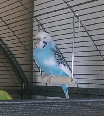 Dori