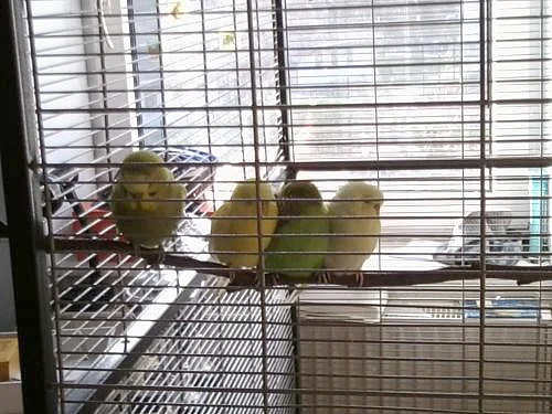 doubletrouble Wellensittich-Hahn KW 30 - 16