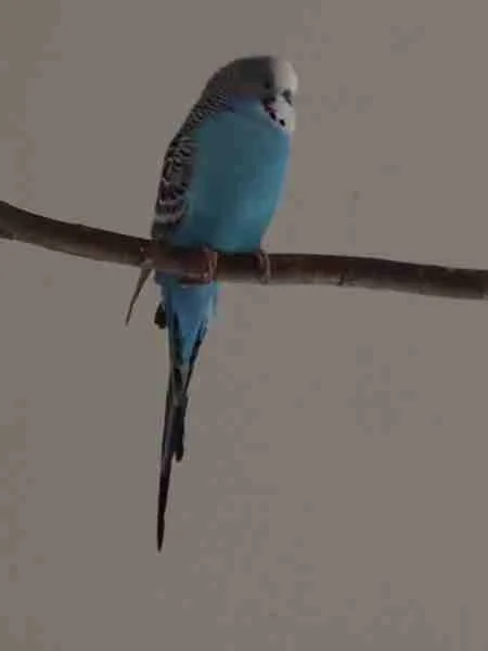 blauer Wellensittich-Hahn auf Ast